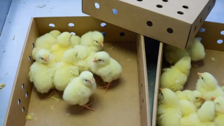 Day-old chicks in a ventilated transport box
