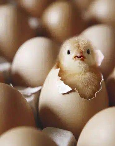 تاریخچه تخم مرغ