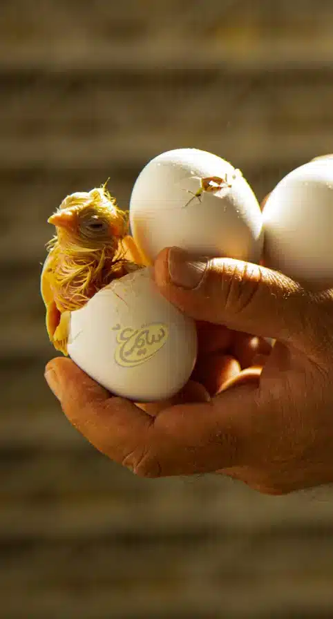 تخم-مرغ-نطفه-دار