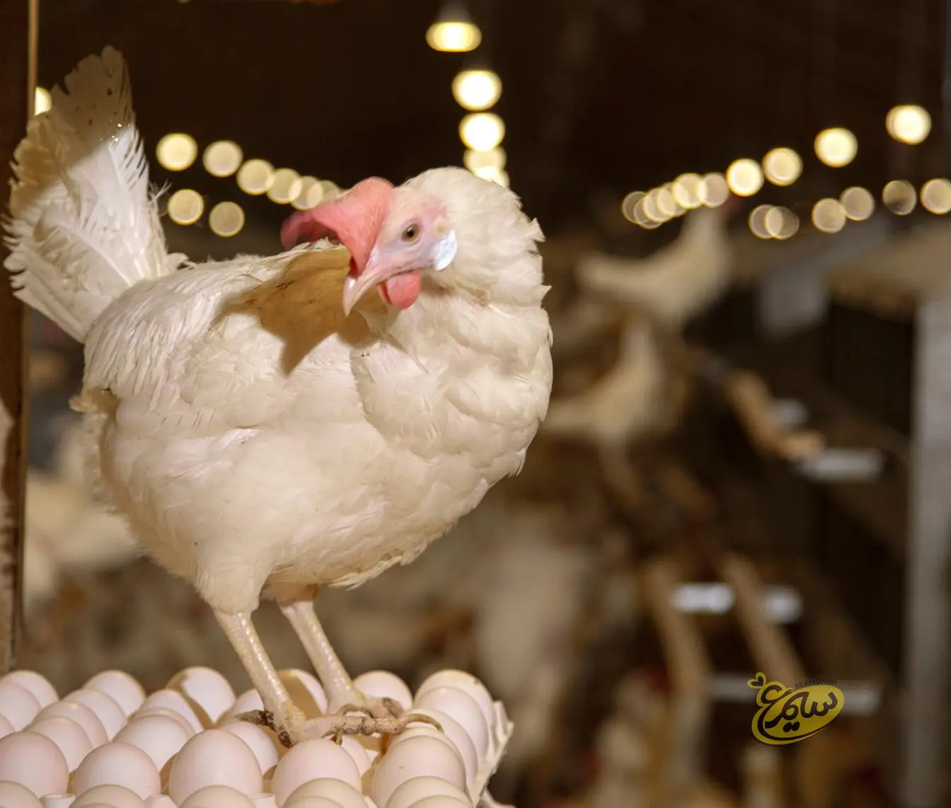 مرغ تخمگذار