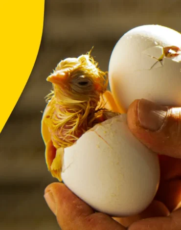 تخم مرغ نطفه دار